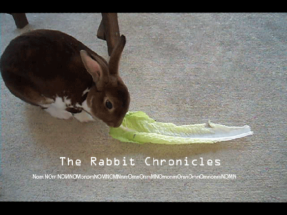 Rabbit nom nom